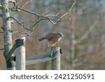 Small photo of Common kestrel on a wooden post while hunting. Carefully monitors his surroundings. Ready to pounce on her victim at any moment.