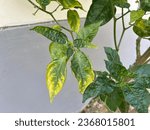 Small photo of Botryosphaeria canker causes dieback and cankers on chili plant branches.