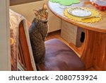 Small photo of cute young grey tabby cat sits on a chair in front of a set table with unused plate and fork