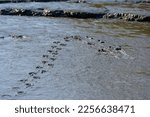 Small photo of imprints left by a duck landing in the silt - you can see it slid slightly when it touched down, then the footprints make a curve