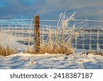 Small photo of a tuft of grass covered in hoarfrost stands in front of a simple wire fence in front of the Kleiputte biotope - the sun is shining, it has snowed