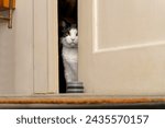 a black and white tomcat sits behind an old apartment door that is open a crack and looks out into the hallway