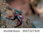 Colourful crab in Gran Canaria