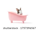 Adorable Fluffy Rabbit Bathing...