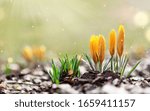 Yellow Spring Crocuses In The...