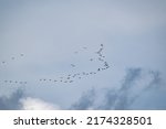 Shorebirds In Flight Formation...