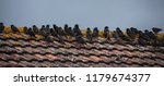 Common Starling Birds On The...