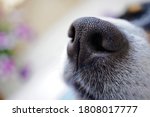 dog nose closeup with copy space