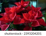 Red poinsettia  close up ...