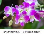 Orchid flower in orchid garden at winter or spring day for beauty and agriculture concept design. Dendrobium Orchidaceae.