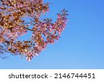 Small photo of Spring flowers. Branches of Paulownia tomentosa tree in bloom against blue sky. Copy space