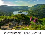 Foxgloves And Grasmere From...