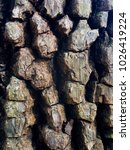 Small photo of Macro shot of the corky bark of a mature sugarberry or southern hackberry tree, revealing the rich organic texture