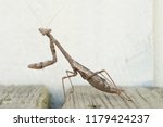 Small photo of A brown carolina (praying) mantis is patiently waiting for a hapless insect to wander by.