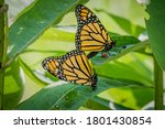 A Pair Of Monarch Butterflies...