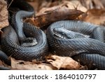 A Pair Of Eastern Ratsnakes ...