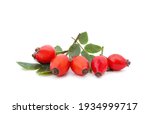 Rose Hips With Leaves Isolated...