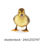 One yellow duck isolated on a...