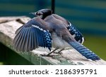 A Blue Jay Fledgling Waiting To ...