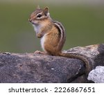 A young chipmunk sitting on a...