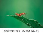 Small photo of Red cotton bugs on okra leaf. Dysdercus cingulatus can wreak havoc on the plant.