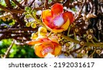 Small photo of Chorea robusta roxb flower, flower, Shal, Sakhuwan, Shorea robusta is a popular tree grown in temples in Thailand ,Beautiful fresh Sal flowers or Cannonball flowers.