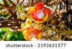 Small photo of Chorea robusta roxb flower, flower, Shal, Sakhuwan, Shorea robusta is a popular tree grown in temples in Thailand ,Beautiful fresh Sal flowers or Cannonball flowers.