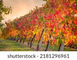 Vineyard In Autumn  Italy ...