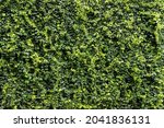 Green Leaf Wall Texture...