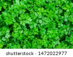 Parsley grows in the garden. It is grown outdoors in the garden area. Green background of parsley leaves, top view close-up