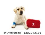Small photo of SICK OR INJURED DOG. LABRADOR LYING DOWN WITH A BLUE BANDAGE OR ELASTIC BANDAGE ON FOOT AND A EMERGENCY OR FIRT AID KIT.