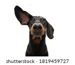 Attentive and listening  dachshund dog with one ear up. Isolated on white background.
