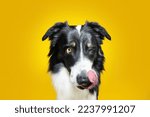 Hungry border collie dog linking it nose with tongue and eating. Isolated on yellow colored background