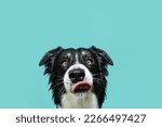 Hungry border collie dog licking its lips with tongue. Isolated on blue background