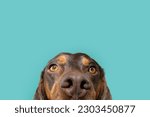 Close-up peeking vizsla puppy dog summer or spring, Isolated on blue background