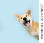 Portrait funny and happy shiba inu puppy dog peeking out from behind a blue banner. Isolated on blue pastel background