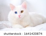 White Cat With Different Color...