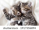 Two small striped domestic kittens sleeping hugging each other at home lying on bed white blanket funny pose. cute adorable pets cats