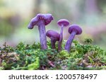 Purple Violet Mushroom Amethyst ...