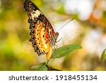Malay Lacewing Butterfly ...