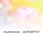 pink lotus background image... | Shutterstock . vector #1629209737