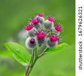 Small photo of Burdock blooms. Large herbaceous old world plant of the daisy family. Woolly burdock or downy burdock (Arctium tomentosum) flowers close up