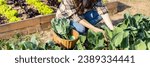 Small photo of Woman picking vegetables in the garden, Homemade vegetable garden, Organic vegetables, Backyard vegetable plot, Eat healthy vegetables.