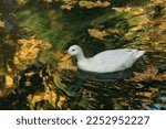 German Pekin White Duck...