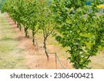 Small photo of Hazelnut orchard with water supply hose for dripping irrigation in diminishing perspective