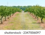 Small photo of Hazel trees in hazelnut orchard with water supply hose for dripping irrigation in diminishing perspective