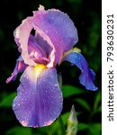 Single Purple Bearded Iris...