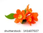 Pomegranate Flowers Isolated On ...