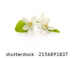 Small photo of tangerine flowers isolated on a white background. macro