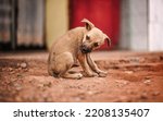 Small photo of Small brown stray puppy dog eating remains of chicken meat dinner on dusty road